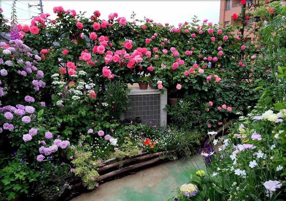 Thiết kế vườn hoa trên sân thượng đẹp cho nhà phố