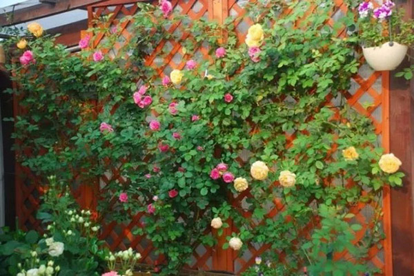 vườn hoa hồng trên sân thượng